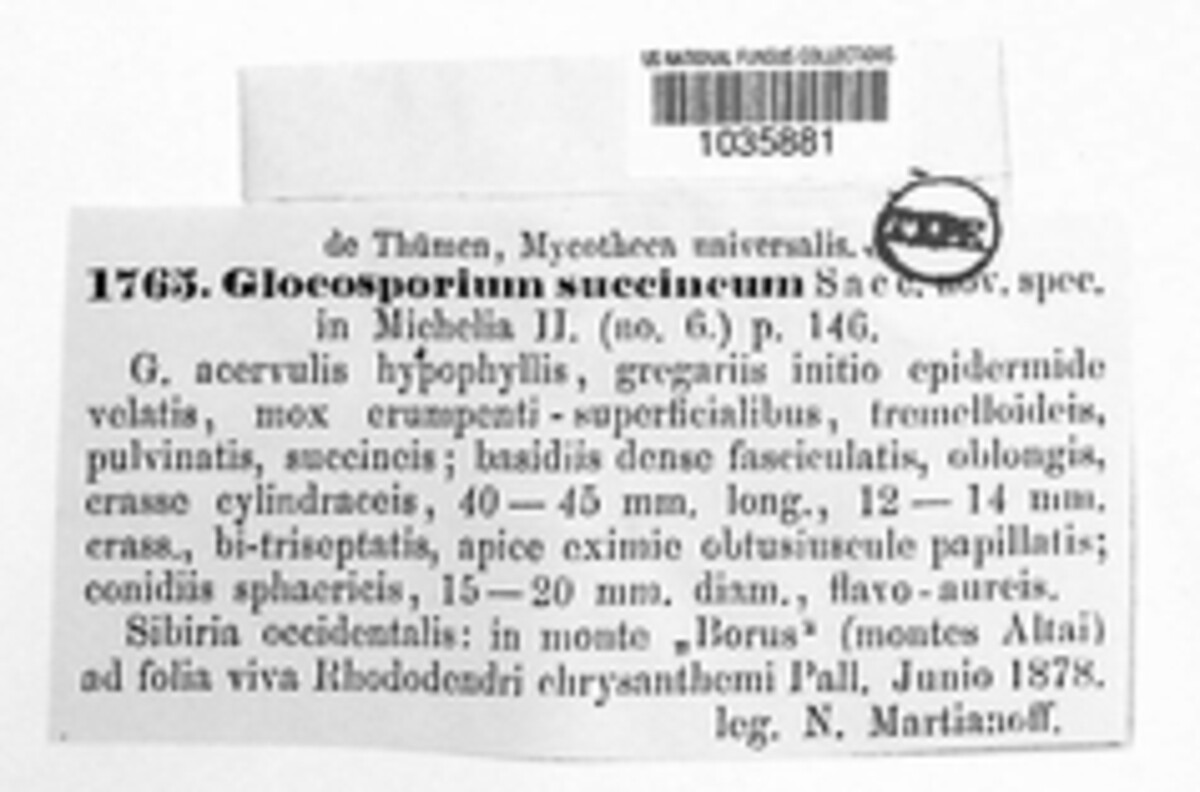 Chrysomyxa succinea image